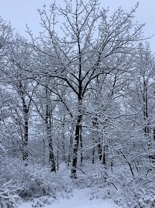 Darmowe zdjęcie z galerii z duże opady śniegu, gałęzie, gołe drzewa