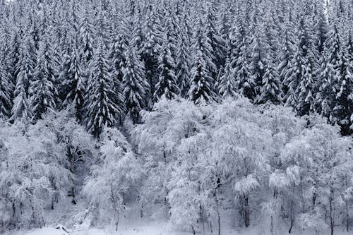 Picturesque scenery of leafless trees covered with hoarfrost growing near snowy coniferous forest on winter day