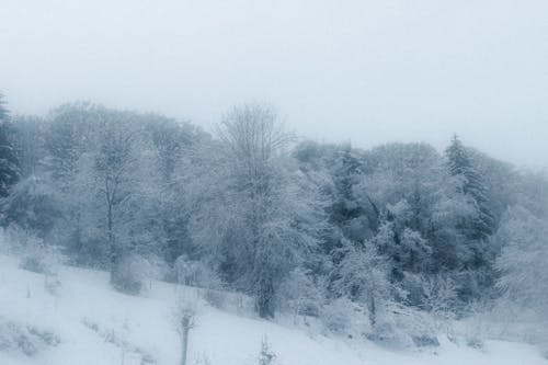 Picturesque scenery of leafless trees covered with hoarfrost growing in forest located on snowy mountain slope on cloudy winter day