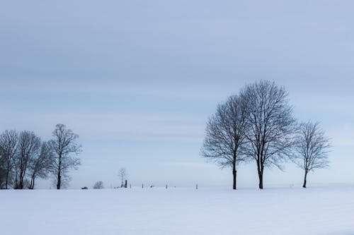 Bare trees growing on meadow covered with snow against cloudy sky on winter day