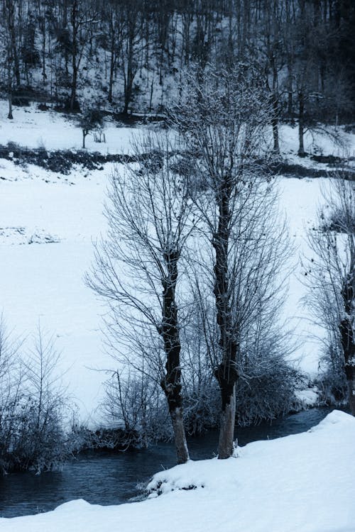 Amazing scenery of narrow wild river flowing among snowy terrain with leafless trees on winter day