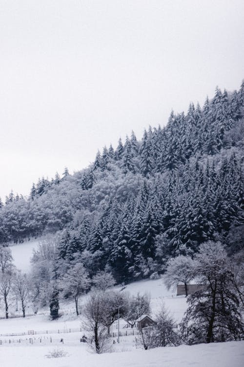 Snowy fir forest growing on mountain slope on cloudy day