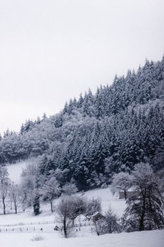 Scenic landscape of lush coniferous trees covered with hoarfrost growing on slope of snowy mountain against overcast sky