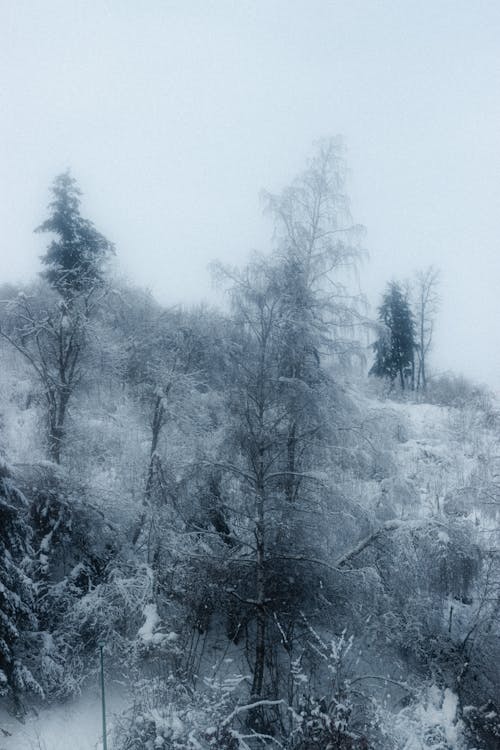 Foggy sky over leafless trees growing on mountain slope covered with snow in winter