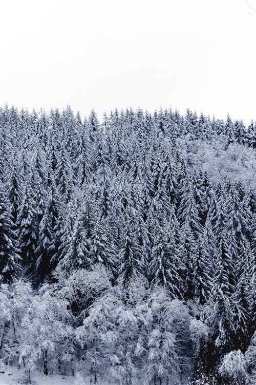 Snowy firs growing in forest in mountainous valley on cloudy winter day