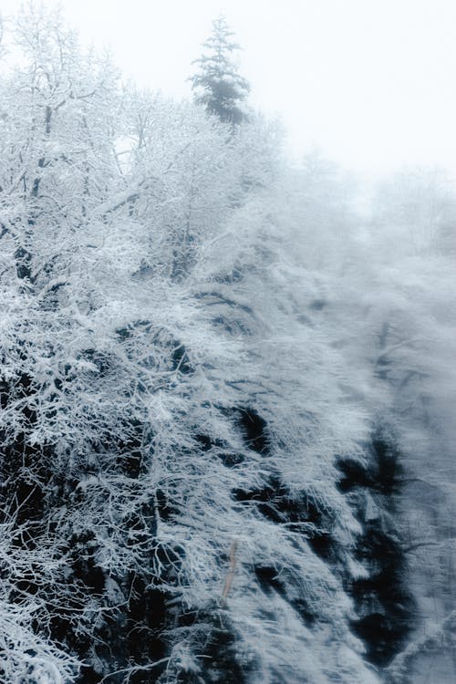 Winter forest with snowy bare trees against overcast sky