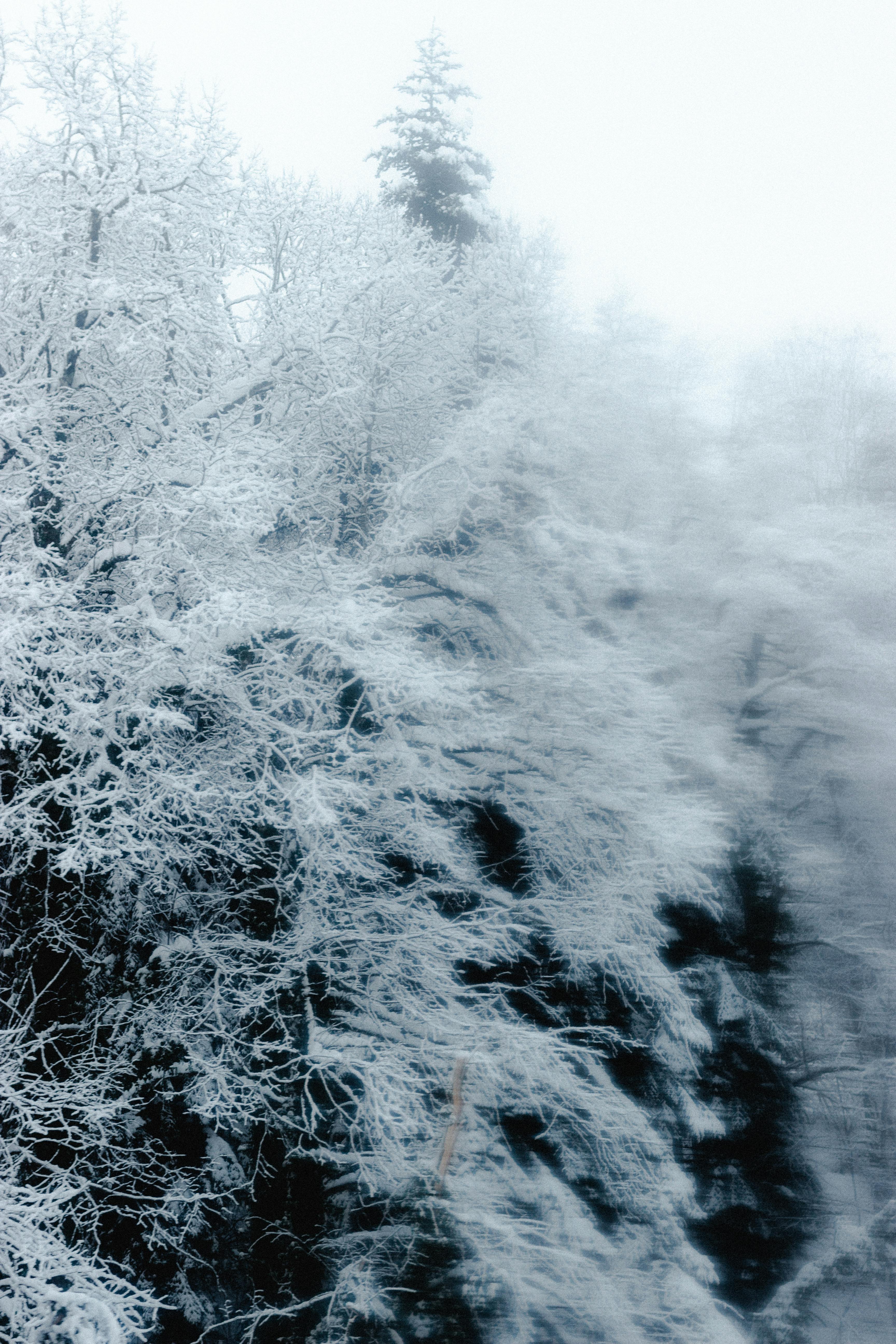 Winter Tree In The Snow Stock Photo - Download Image Now - Bare Tree, Color  Image, Fog - iStock