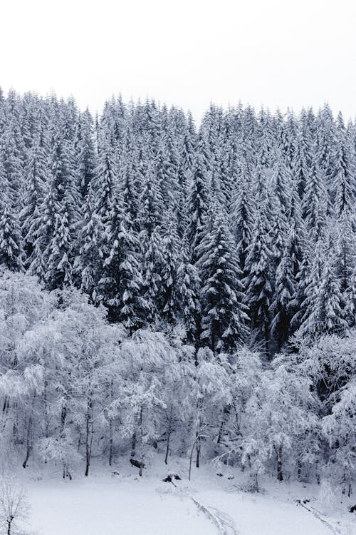 Spectacular landscape of snowy lush fir forest growing on mountain slope on gloomy winter day