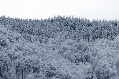 Picturesque forest growing on snowy mountain slope against cloudy sky