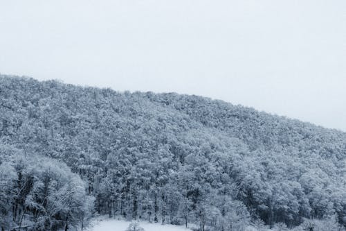 Imagine de stoc gratuită din acoperit de nori, anotimp, arbore