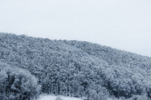Free Picturesque scenery of lush forest covered with snow growing in wild mountainous valley under overcast sky Stock Photo