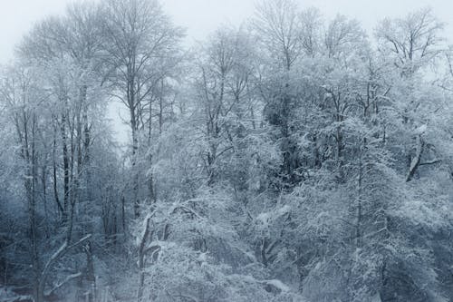 Leafless forest covered with snow on winter day