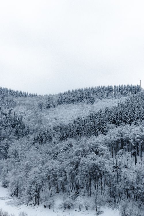 Free Majestic scenery of leafless trees covered with frost growing in forest on snowy mountain slope against gray cloudy sky Stock Photo