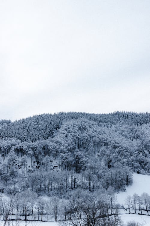 White snow covering lush coniferous forest growing on mountain slope under cloudy sky