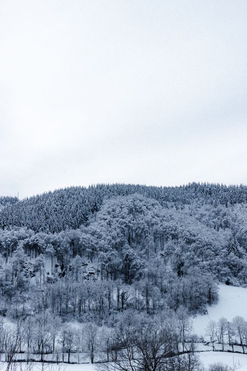 Free White snow covering lush coniferous forest growing on mountain slope under cloudy sky Stock Photo