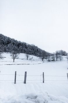 Leafless trees in white snow in frosty weather under gray gloomy sky in daytime