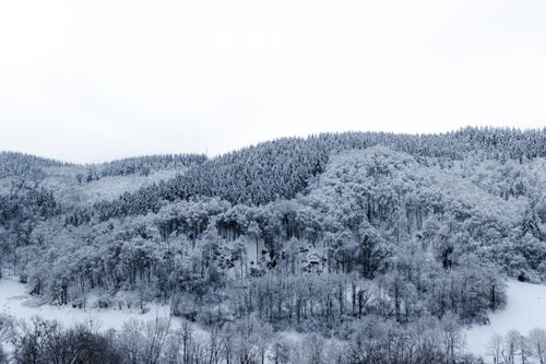 Free Picturesque winter forest with leafless trees covered with snow on frosty winter day Stock Photo