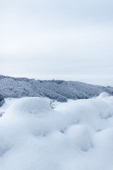 Many trees covered with snow in frosty winter weather under gray gloomy sky