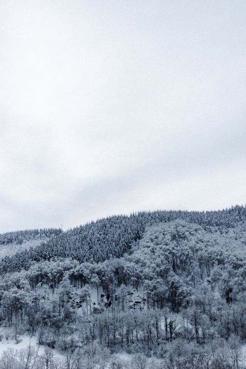 Free Dense forest covered with hoarfrost growing on mountain ridge on snowy terrain with tall plants on winter day in nature Stock Photo