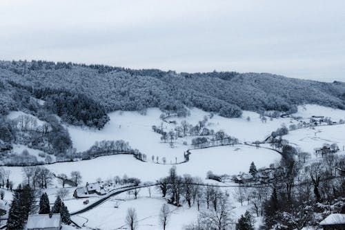 Kostnadsfri bild av barrträd, by, byggnad