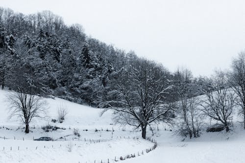 Tall trees covered with hoarfrost growing in dense woods near snowy terrain against cloudless sky on winter day in nature