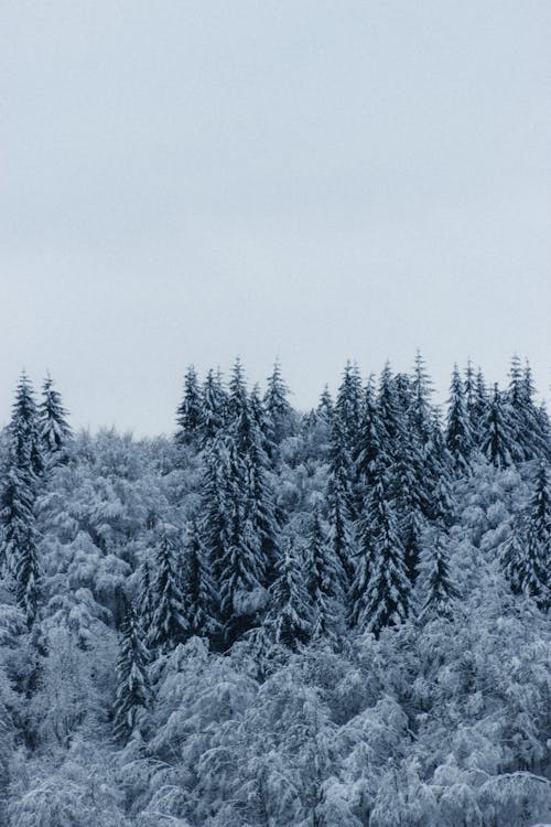 Snowy woodland with tall coniferous trees covered with hoarfrost growing in thick woods against cloudless sky on cold winter day