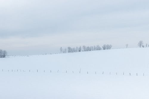 Gratis lagerfoto af bane, bladløse, dække