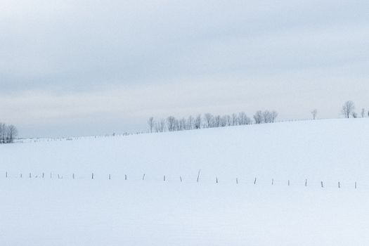 Endless field covered with snow and tall leafless trees growing in distance in rural terrain against cloudy sky in winter day