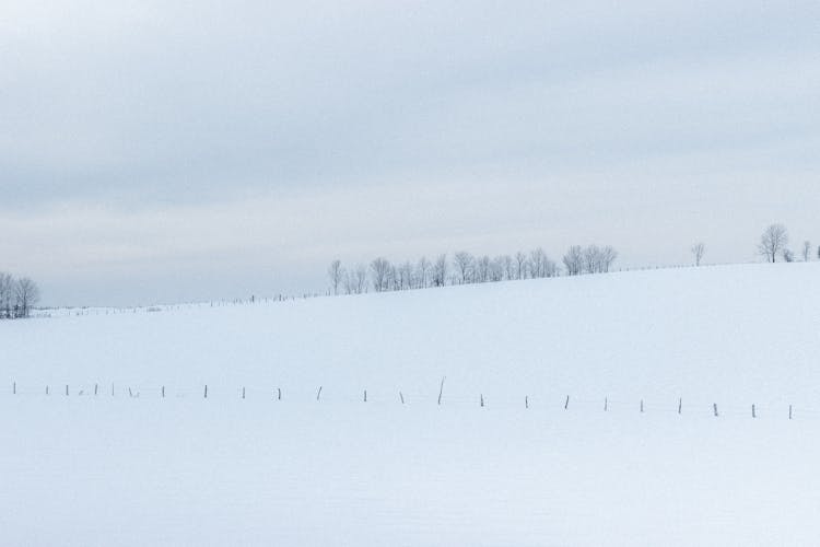 Snowy Field In Winter Nature