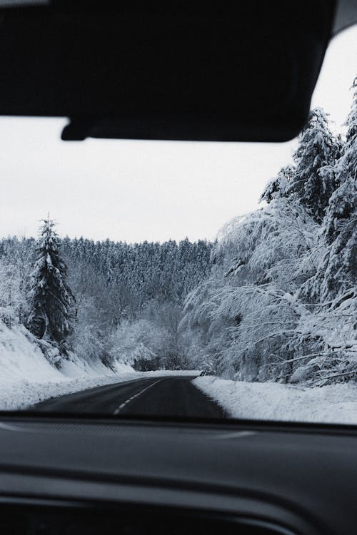 Through glass of car riding on asphalt roadway among tall lush trees covered with hoarfrost growing in snowy woodland in winter time