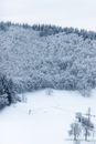 Snowy coniferous trees on land in winter