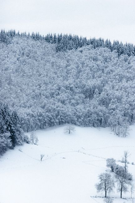 Scenery view of snowy fir trees on terrain under white sky in countryside in cold weather