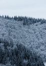 Picturesque view of lush fir trees with snow growing in woods under white sky in winter