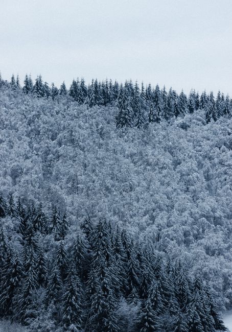 Picturesque view of lush fir trees with snow growing in woods under white sky in winter