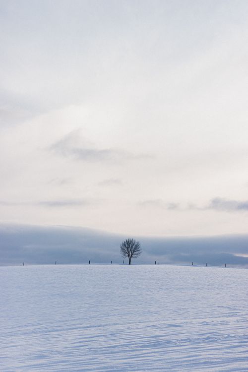 Free Picturesque view of leafless tree in countryside field with snow against mountains under cloudy sky Stock Photo