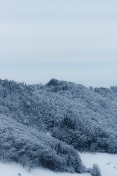 Scenic view of lush snowy trees growing on mount under light sky in countryside on winter day