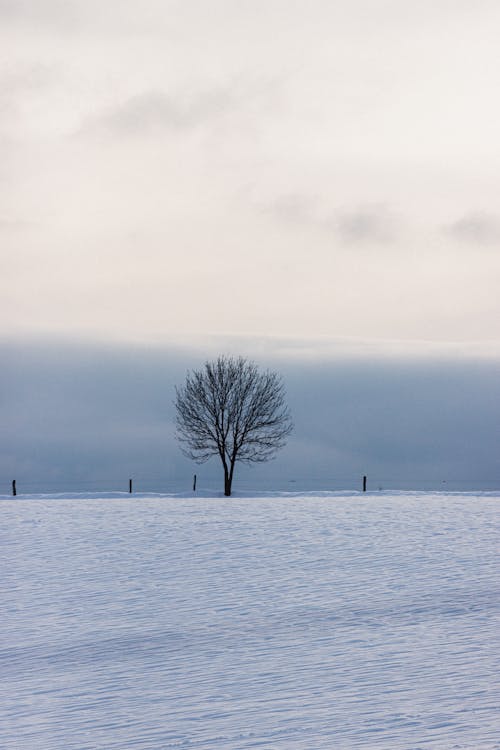 Leafless trees on meadow under light sky in countryside · Free Stock Photo