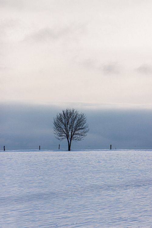 Free Picturesque view of leafless tree in snowy field with fence under cloudy sky in countryside Stock Photo