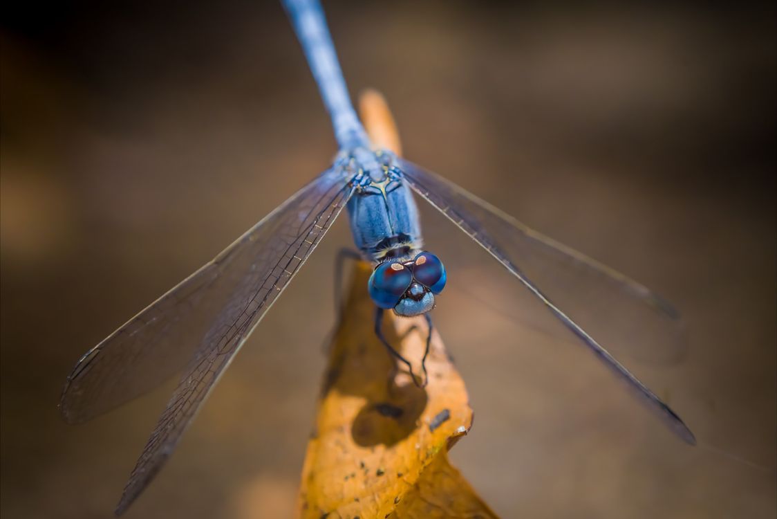 Macro Photography of Blue Dragonfly · Free Stock Photo