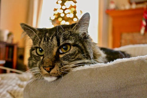 çok sevimli, ev kedisi, hayvan fotoğrafçılığı içeren Ücretsiz stok fotoğraf
