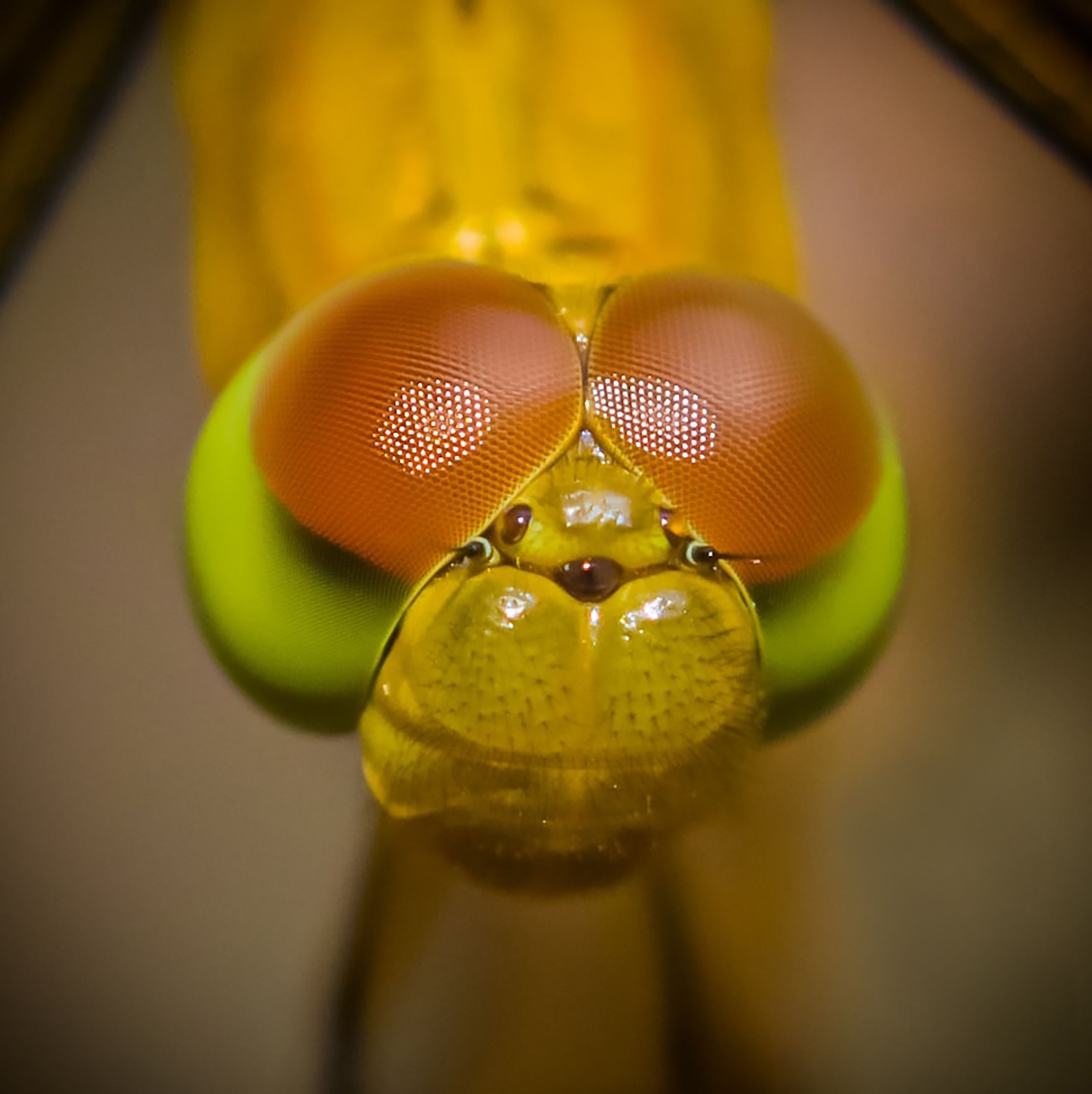 Macro Photography of Dragonfly · Free Stock Photo