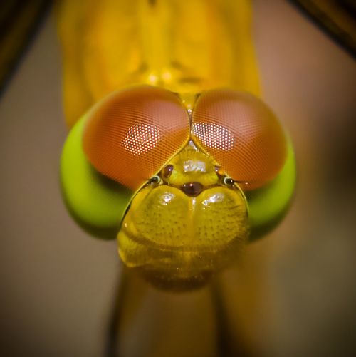 Close-up Macro Shot of a Dragonfly · Free Stock Photo