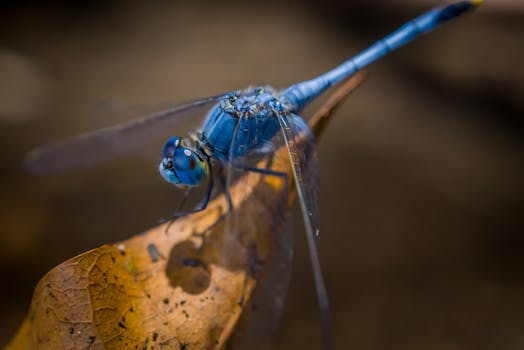 Close-up shot of a vivid blue dragonfly perched on a leaf, showcasing vibrant colors and delicate wing details.