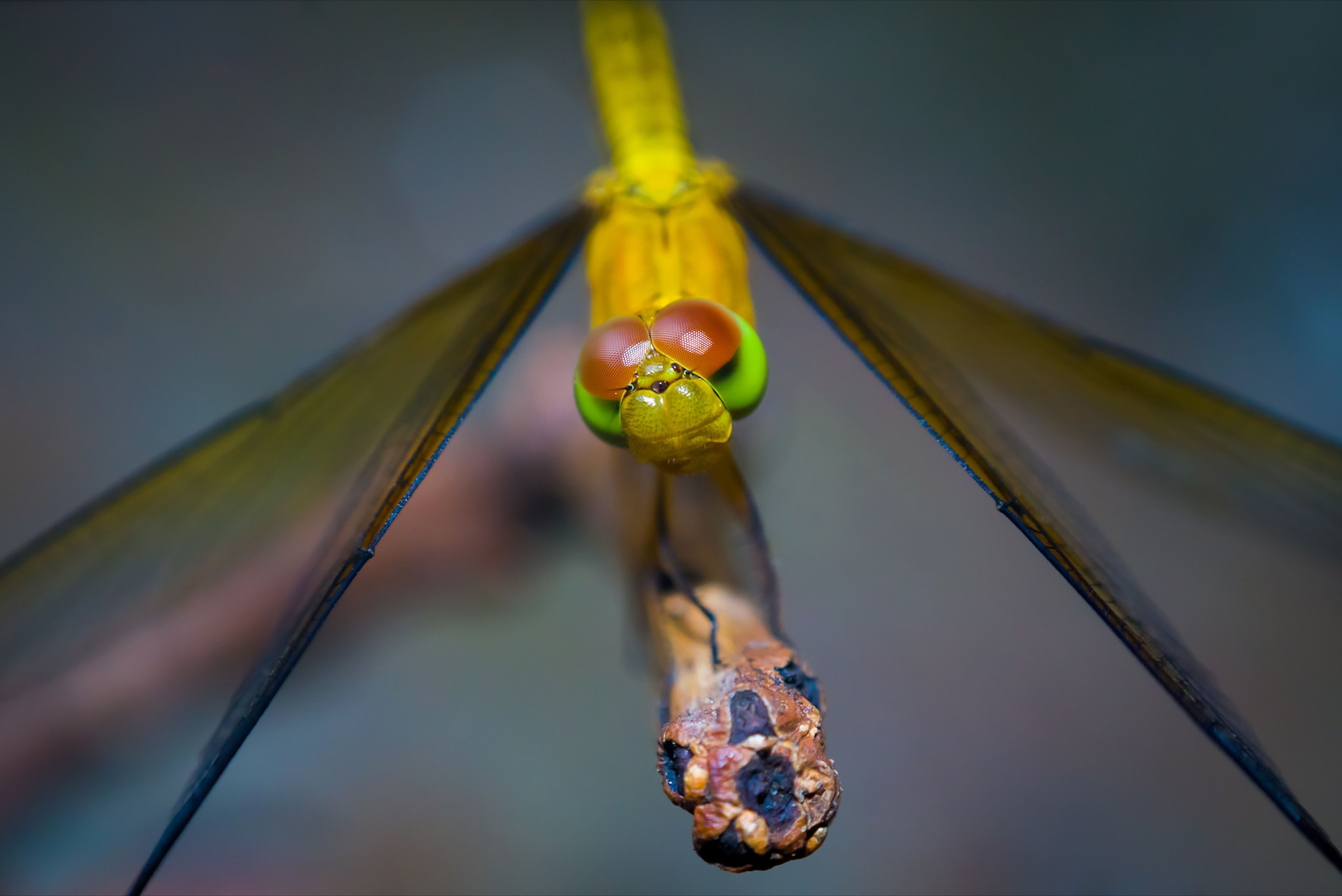 Macro Shot of Dragonfly on Branch · Free Stock Photo