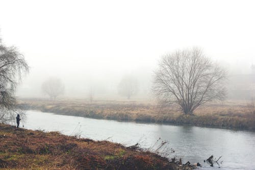 Bare Trees on Lakeside