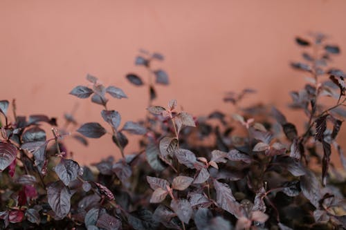 Shallow Focus of Purple Leaves