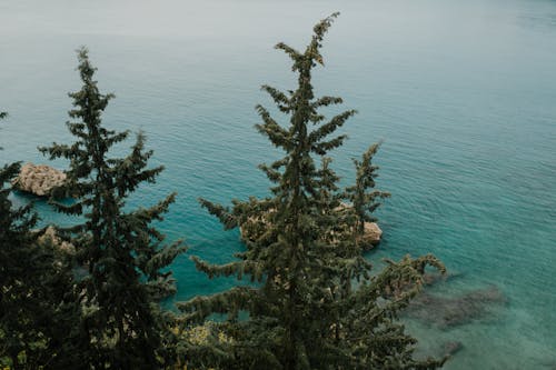 From above of coniferous trees growing near rocky coast of rippling turquoise sea on sunny day