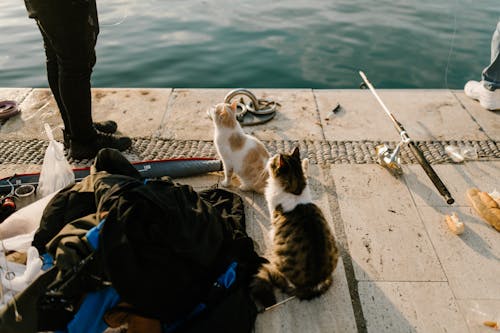 Cats on Dock 