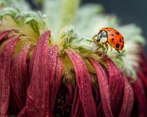 Ücretsiz Mor çiçek üzerinde Kırmızı Ve Siyah Uğur Böceği Stok Fotoğraflar