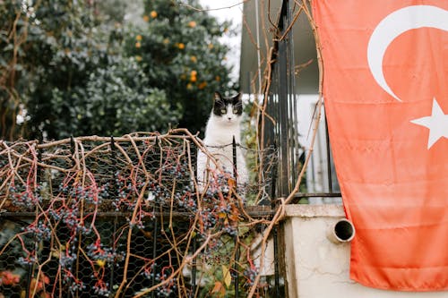 Adorable cat sitting on metal fence of old residential house near flag of Turkey hanging on balcony